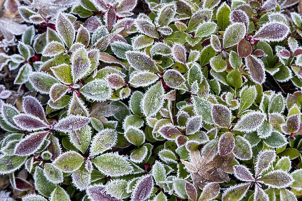 Frost rim on barberry leaves