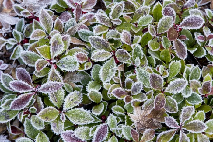 Framed Print : Frost rim on barberry leaves Framed Print : Frost rim on barberry leaves