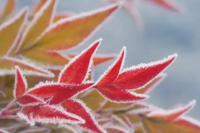 Framed Print : Frost-rimmed leaves in winter Framed Print : Frost-rimmed leaves in winter