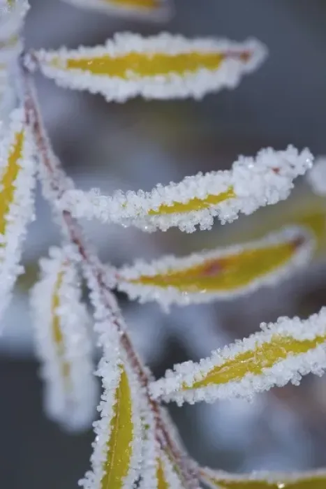 Framed Print : Frost on Spirea Plant in our garden in late Fall, Sammamish Washington