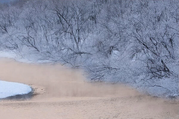 Frost on trees on rivers edge, Hokkaido, Japan