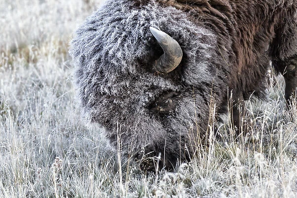 Frosted Bison grazing Yellowstone National Park, Montana  /  Wyoming