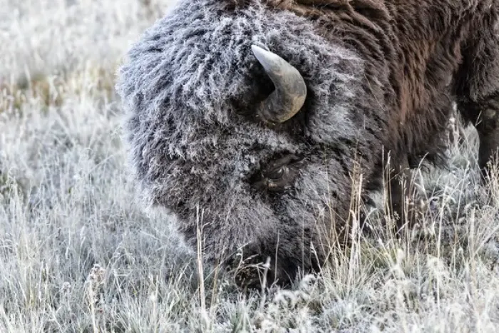 Framed Print : Frosted Bison grazing Yellowstone National Park, Montana / Wyoming Framed Print : Frosted Bison grazing Yellowstone National Park, Montana / Wyoming