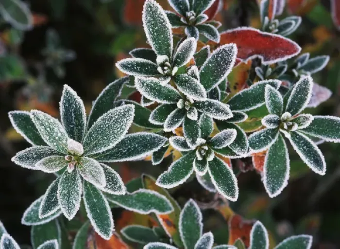 Framed Print : Frosted leaves, close-up
