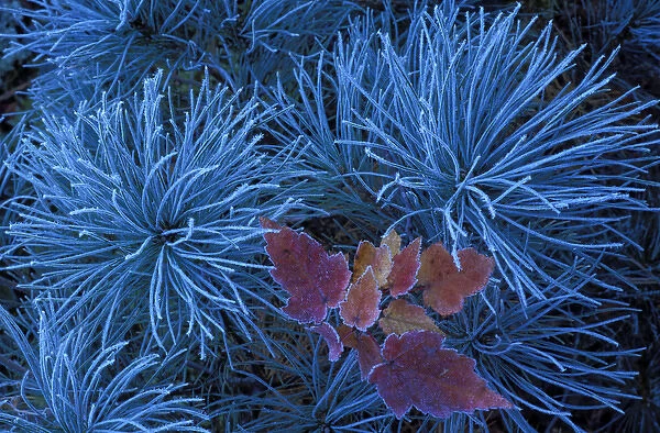 Frosty Maple Seedling; In a Frosty Pine Tree; Wetmore, MICHIGAN
