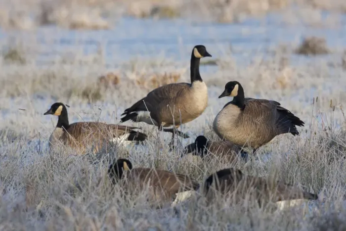 Framed Print : Frosty Morning, Cackling Canada Geese