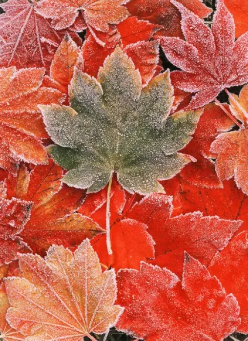 Framed Print : Frozen autumn leaves, close-up