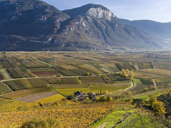 Fruit growing and viniculture in South Tyrol - Alto Adige. europe, central europe