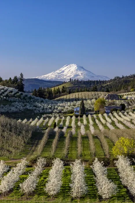 Framed Print : Fruit orchards in full bloom with Mount Adams in Hood River, Oregon, USA Framed Print : Fruit orchards in full bloom with Mount Adams in Hood River, Oregon, USA