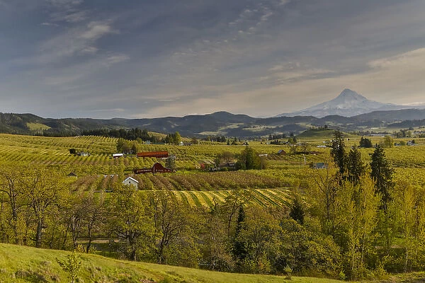 Fruit Orchards and Mount Hood evening light just south of Hood River, Oregon