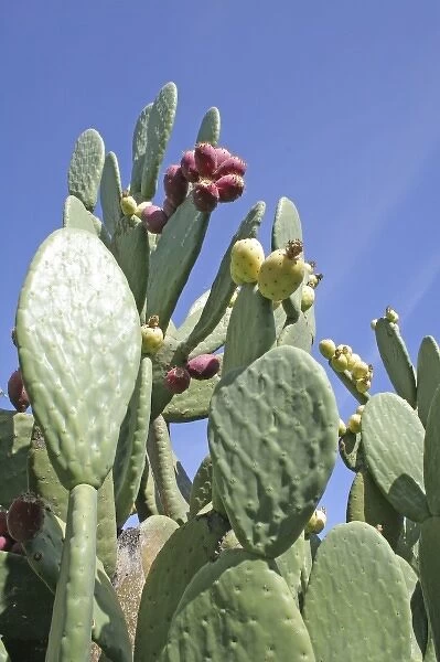 Fruiting cactus Luther Burbank Home and Gardens, Santa Rosa California