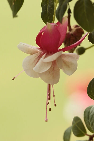 Fuchia flowerFuchsia flowers, Fuchsia app