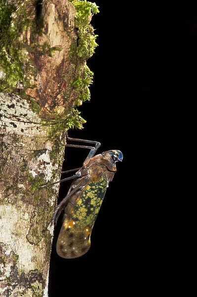 Fulgoroid plant-hopper (Flatidae), Yasuni National Park, Amazon Rainforest, ECUADOR