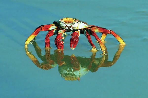 Full-frame of a sally-lightfoot crab with reflection