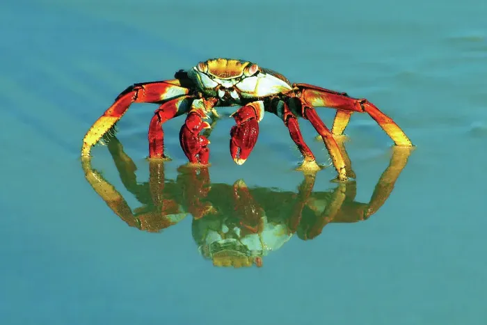 Framed Print : Full-frame of a sally-lightfoot crab with reflection Framed Print : Full-frame of a sally-lightfoot crab with reflection