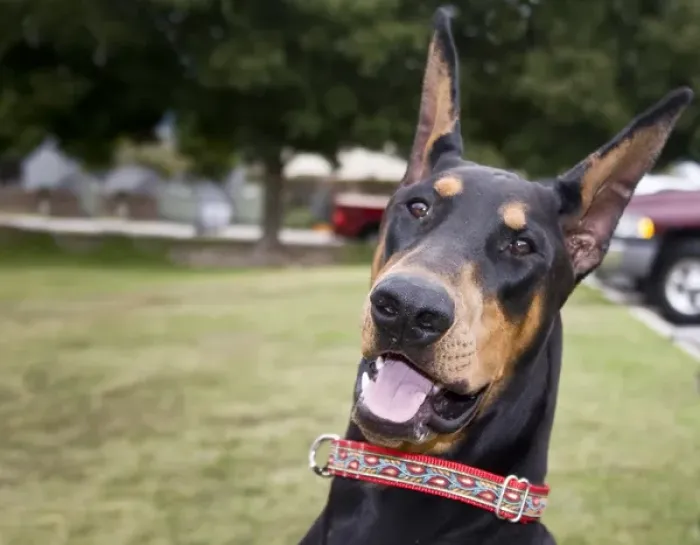 Framed Print : Fun photo of a Doberman Pinscher at a park