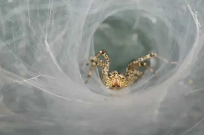Framed Print : Funnel Web Spider, Agelenidae, adult in Web, Willacy County, Rio Grande Valley, Texas