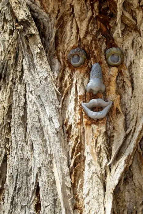 Framed Print : Funny face on a tree trunk, Gallup, New Mexico, USA Framed Print : Funny face on a tree trunk, Gallup, New Mexico, USA
