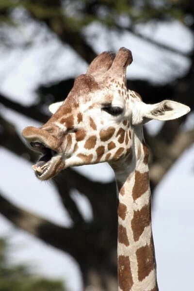 Funny faced reticulated giraffe, San Francisco Zoo
