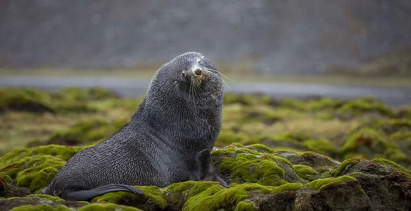 Fur seal. Fortuna Bay, South Georgia Islands