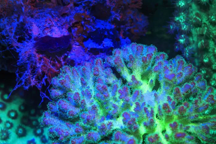 Framed Print : Fused Staghorn Coral, Day Fluorescing, Palau, Rock Islands-World Herititage Site Framed Print : Fused Staghorn Coral, Day Fluorescing, Palau, Rock Islands-World Herititage Site