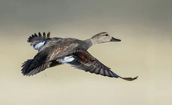 Gadwall duck flying, Colorado wetlands, USA