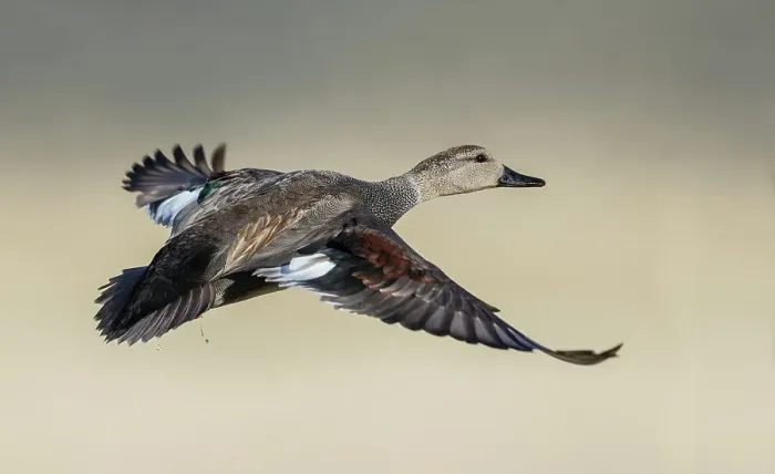 Framed Print : Gadwall duck flying, Colorado wetlands, USA Framed Print : Gadwall duck flying, Colorado wetlands, USA