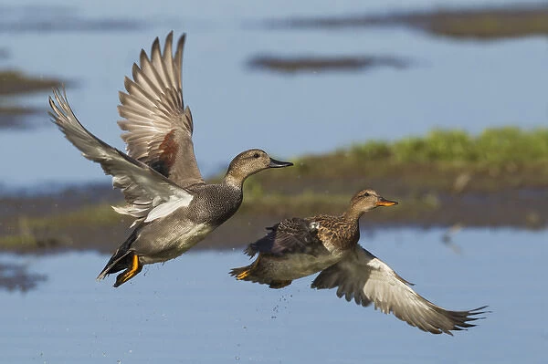 Gadwall Ducks Taking Flight