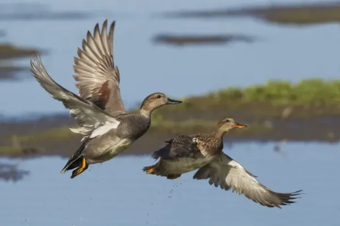 Framed Print : Gadwall Ducks Taking Flight Framed Print : Gadwall Ducks Taking Flight