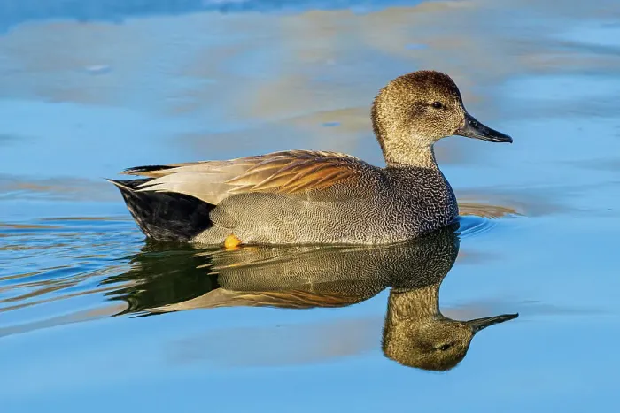 Framed Print : Gadwall male in wetland, Clinton County, Illinois Framed Print : Gadwall male in wetland, Clinton County, Illinois