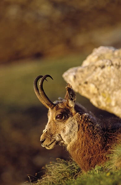 Gaemse (Rupicapra rupicapra) in early spring with shaggy coat portrait, Gran Paradiso National Park
