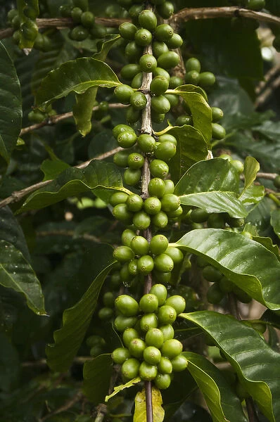 Galapagos Coffee. Shade grown under endemic Scalesia pedunulata trees for export