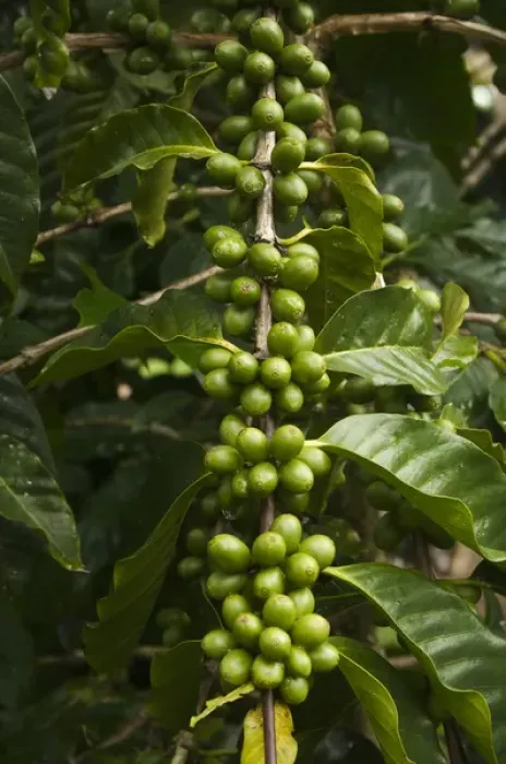 Framed Print : Galapagos Coffee. Shade grown under endemic Scalesia pedunulata trees for export Framed Print : Galapagos Coffee. Shade grown under endemic Scalesia pedunulata trees for export