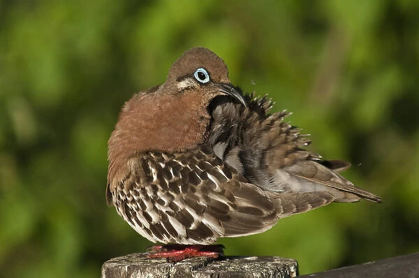 Galapagos Dove (Zenaida galapagoensis) Puerto Ayora, Santa Cruz Island