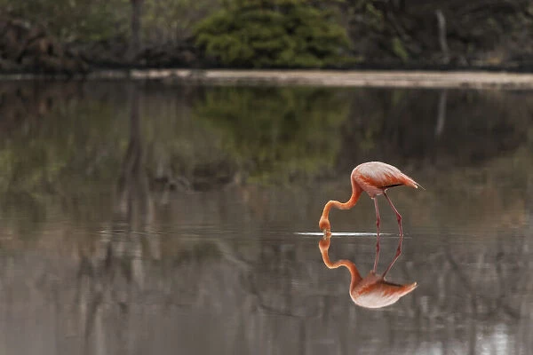 Galapagos Flamingo or Caribbean flamingo, Flamingo Lagoon, Punta Cormorant. Floreana Island, Galapagos Isalnds, Ecuador
