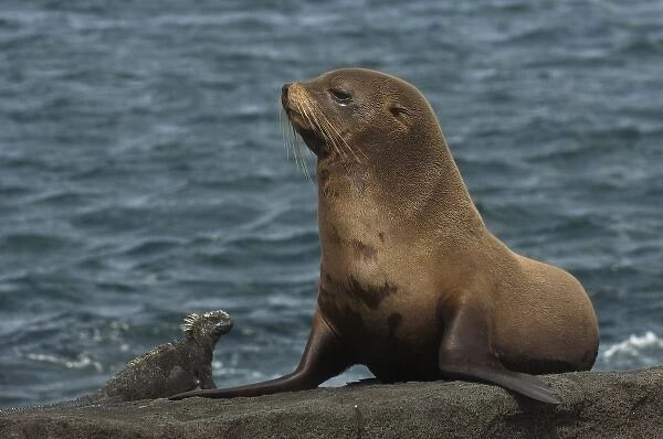 Galapagos Fur Seal (Arctocephalus galapagoensis) and Marine Iguana (Amblyrhynchus