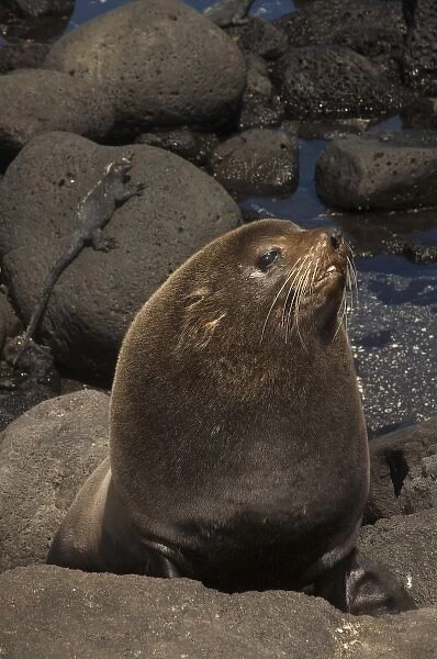Galapagos Fur Seal (Arctocephalus galapagoensis) Cabo Douglas, Fernandina Island