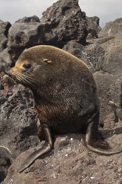 Galapagos Fur Seal (Arctocephalus galapagoensis) sitting on lava Cabo Hammond, Fernandina Island