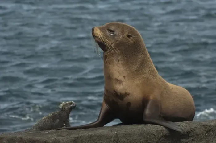 Framed Print : Galapagos Fur Seal (Arctocephalus galapagoensis) and Marine Iguana (Amblyrhynchus