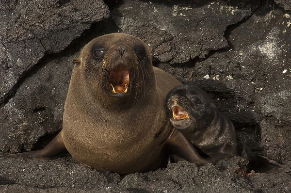 Galapagos Fur Seal & Pup (Arctocephalus galapagoensis) Cabo Douglas, Fernandina Island