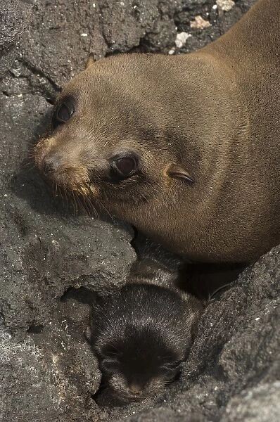 Galapagos Fur Seal and Pup (Arctocephalus galapagoensis) Cabo Douglas, Fernandina Island