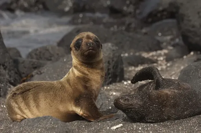 Framed Print : Galapagos Fur Seal & Pup (Arctocephalus galapagoensis) Cabo Douglas, Fernandina Island
