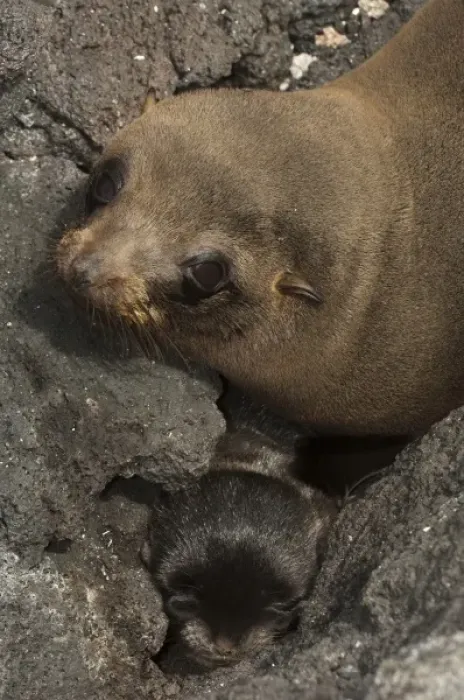 Framed Print : Galapagos Fur Seal and Pup (Arctocephalus galapagoensis) Cabo Douglas, Fernandina Island