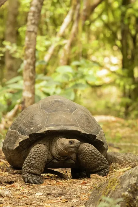 Framed Print : Galapagos giant tortoise, Galapagos Islands, Ecuador, South America Framed Print : Galapagos giant tortoise, Galapagos Islands, Ecuador, South America