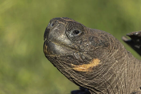 Galapagos giant tortoise. Genovesa Island, Galapagos Islands, Ecuador