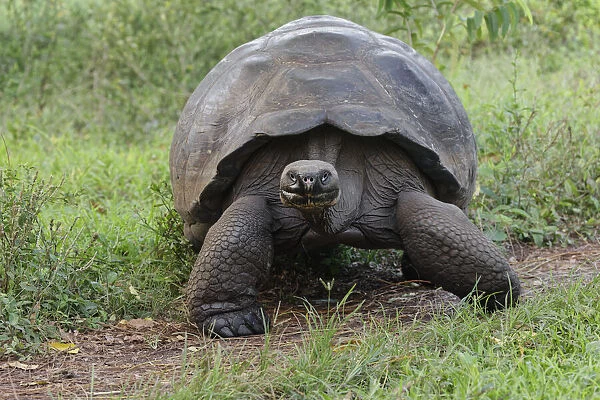 Galapagos giant tortoise. Genovesa Island, Galapagos Islands, Ecuador