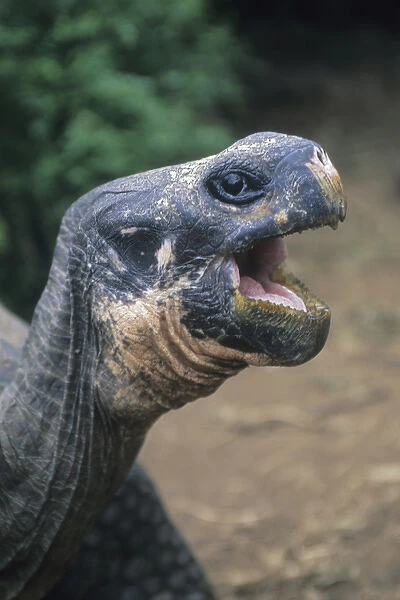Galapagos Giant Tortoise (Geochelone elephantopus) Captive, Charles Darwin Research Center