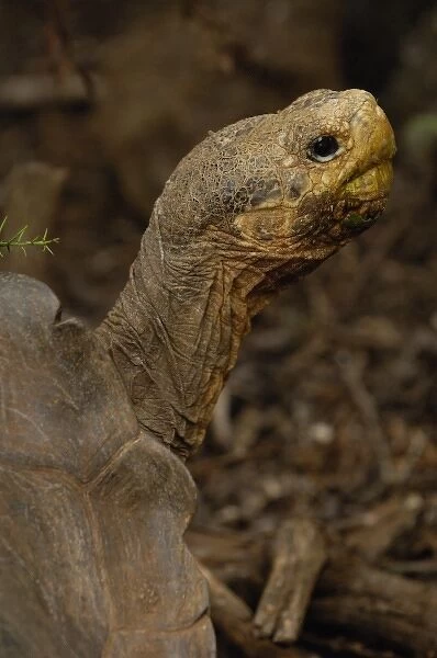 Galapagos Giant Tortoise - Saddleback form female (Geochelone elephantophus hoodensis)