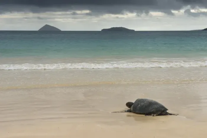 Framed Print : Galapagos Green Sea Turtle (Chelonia mydas agassizi) Nesting Female Floreana Island Framed Print : Galapagos Green Sea Turtle (Chelonia mydas agassizi) Nesting Female Floreana Island