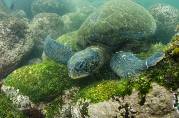 Framed Print : Galapagos Green Sea Turtle (Chelonia mydas agassizi) underwater GALAPAGOS ISLANDS